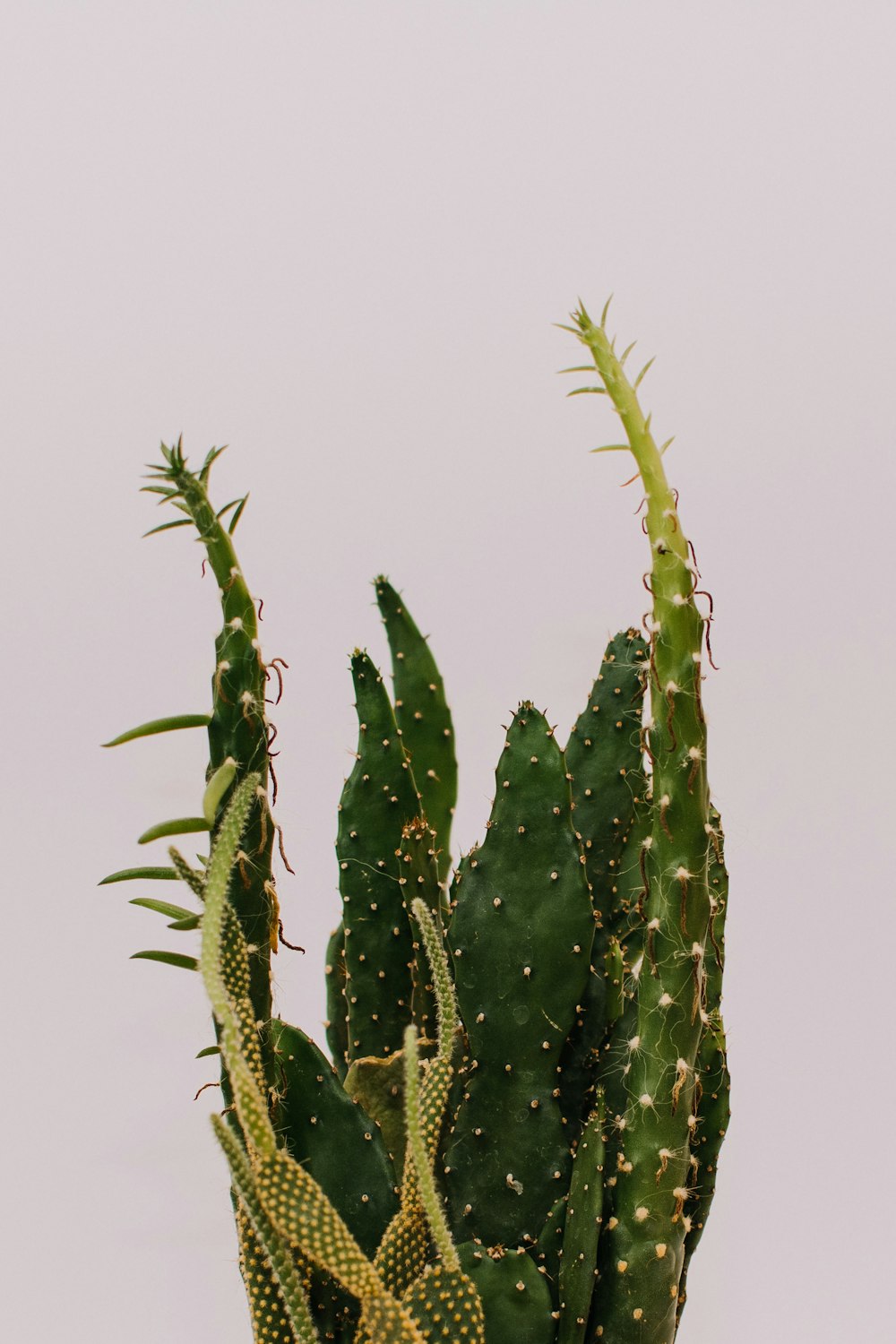 pianta di cactus