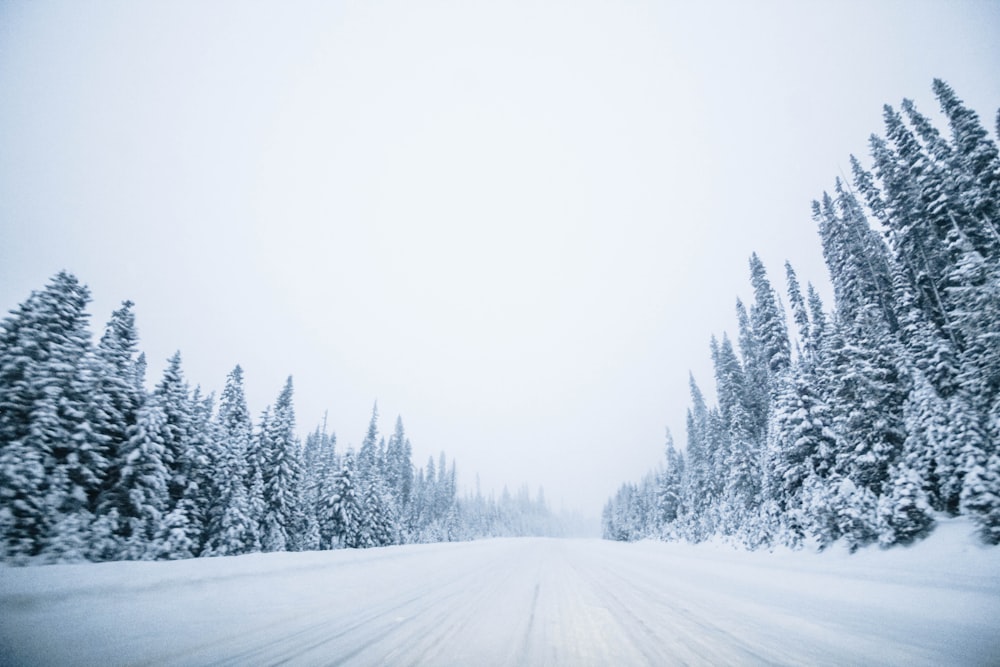 snow covered pine trees