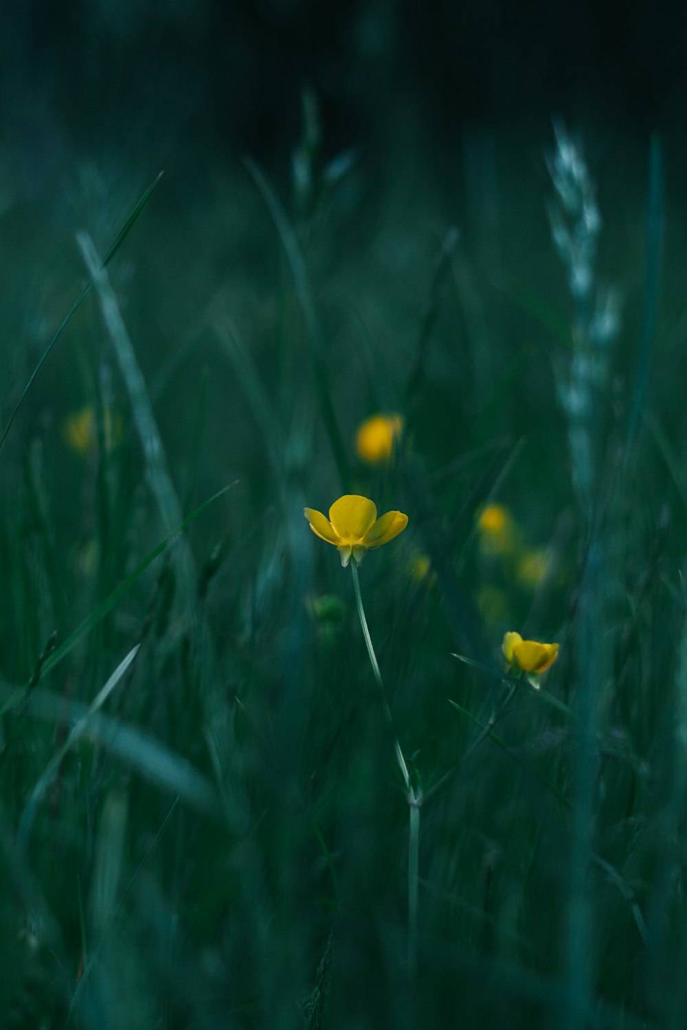 Foto macro de flor amarilla
