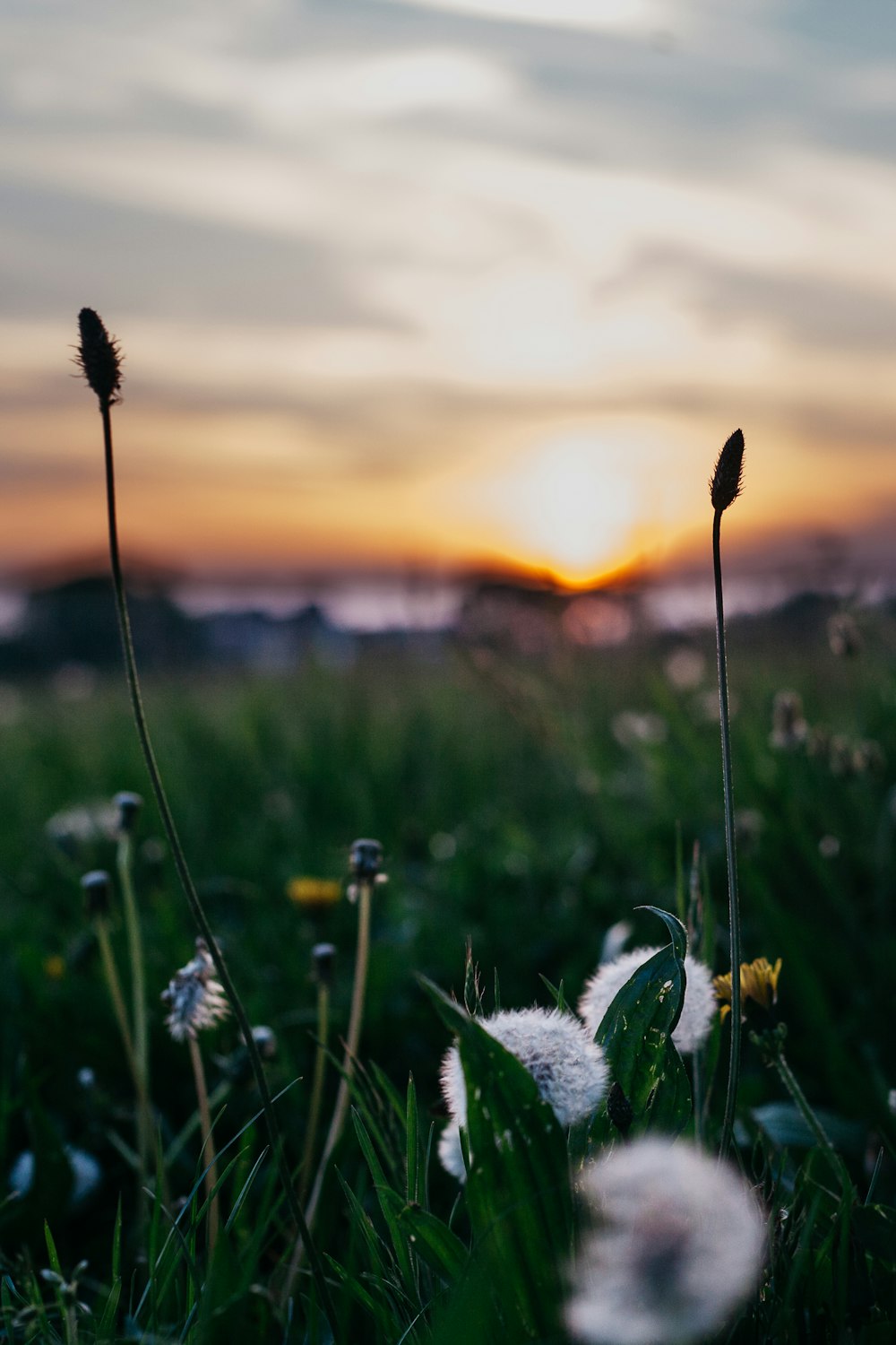 closeup photography of white dandelion