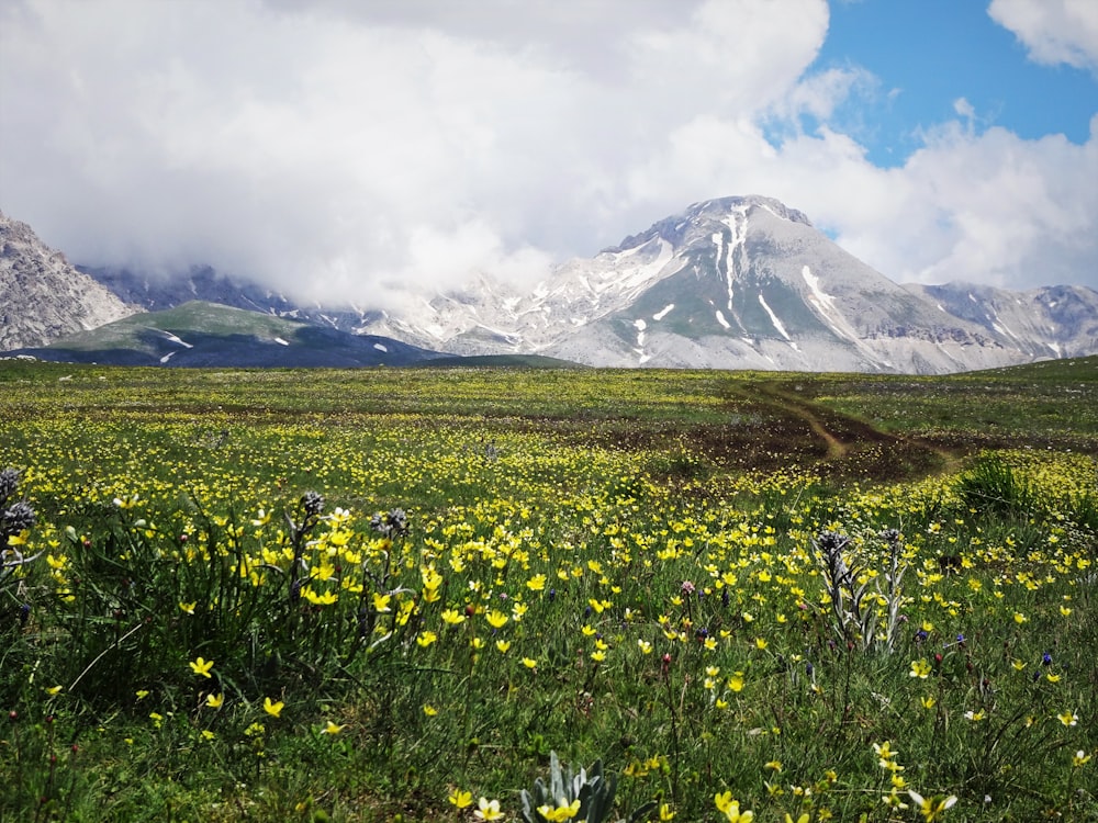 Campo de flores amarelas