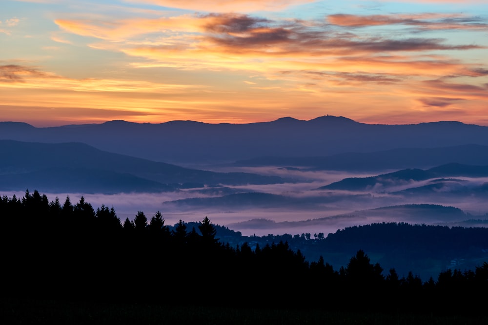 silhouette photo of pine trees