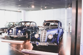 A collection of vintage cars is displayed in a sleek, modern showroom with large windows allowing natural light to illuminate the space. Two classic cars with polished, deep blue exteriors and chrome details are prominently featured, parked on elevated platforms.