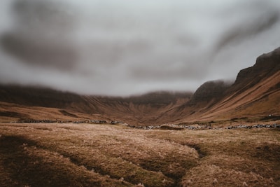 green field during day time