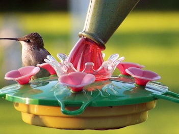 A hummingbird sipping nectar from a colorful feeder in a sunny backyard.