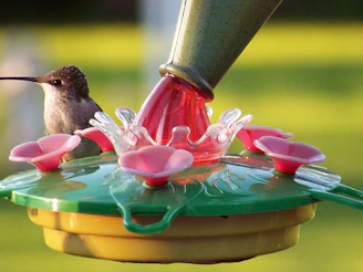 Close-up of a vibrant hummingbird sipping nectar from a colorful feeder hanging among green leaves