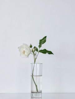 white rose on glass vase