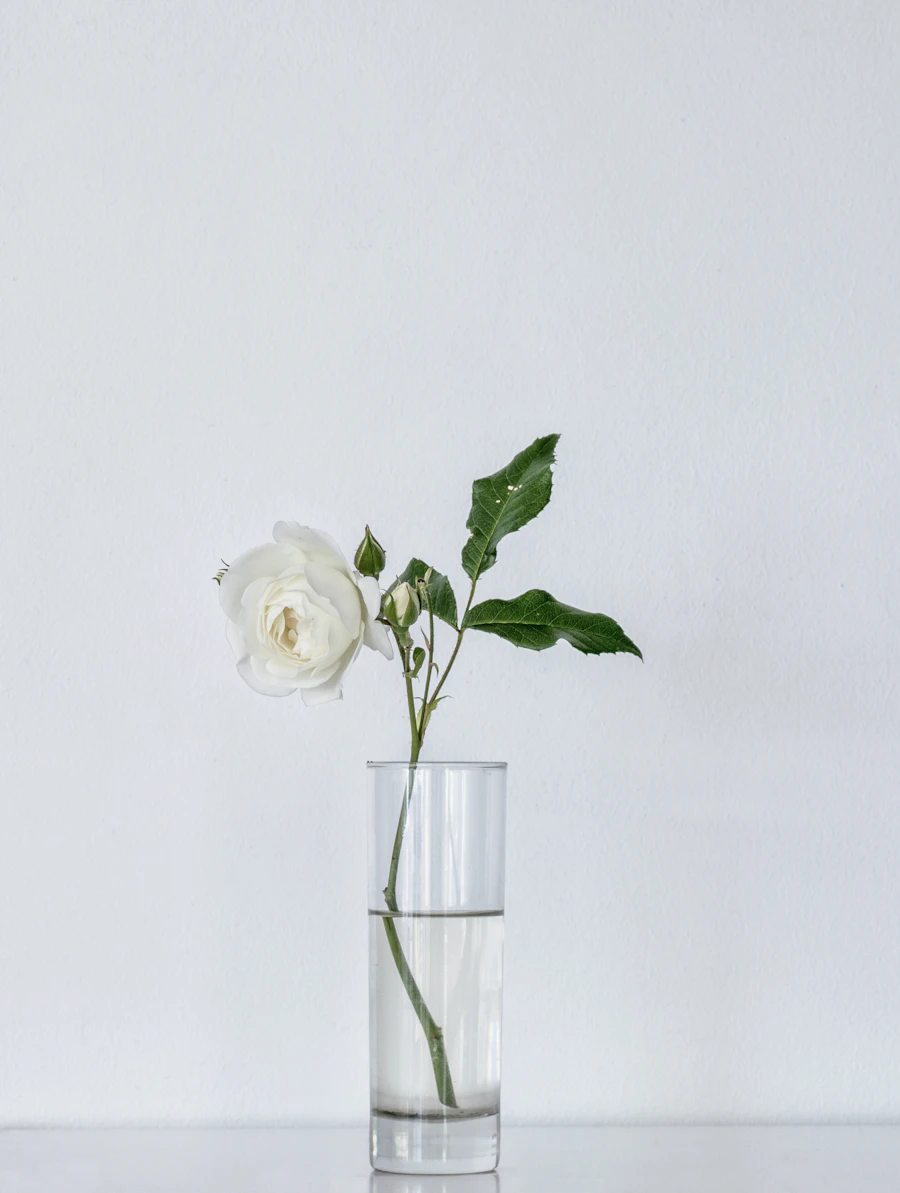 A white rose in a glass vase