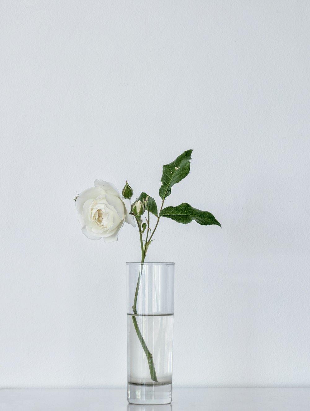 rosa blanca sobre jarrón de vidrio