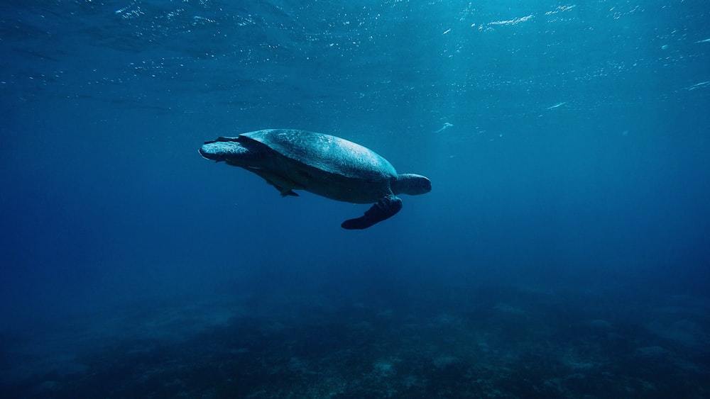 underwater photography of turtle