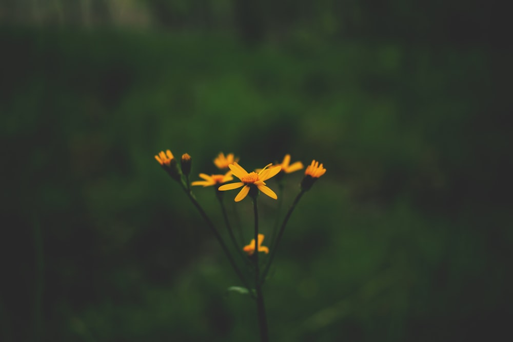 무성한 녹색 들판 위에 앉아 있는 노란 꽃 무리