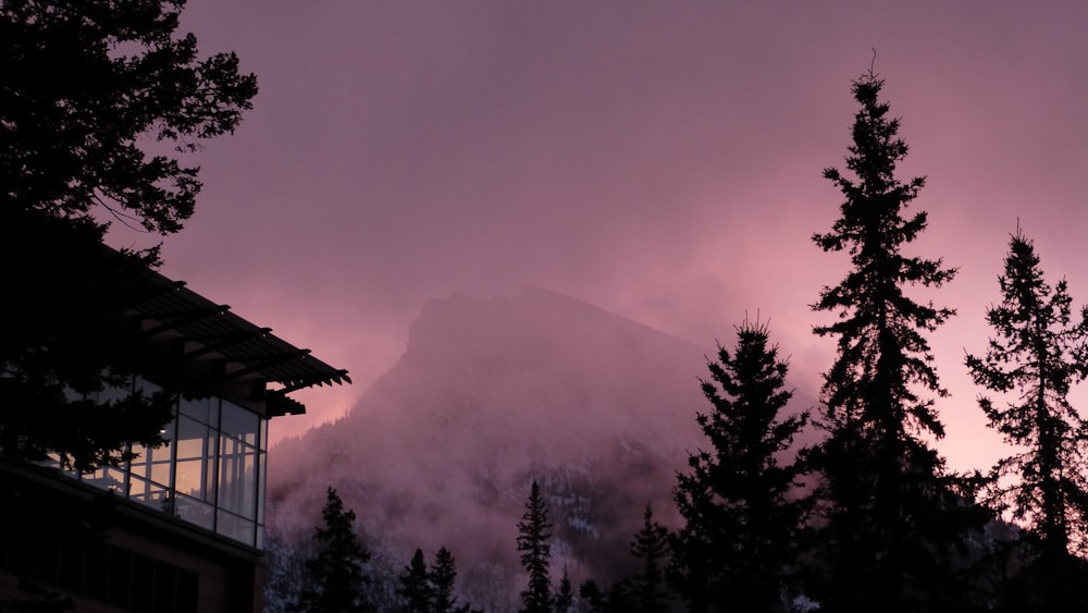 silhouette photo of trees in front of mountain