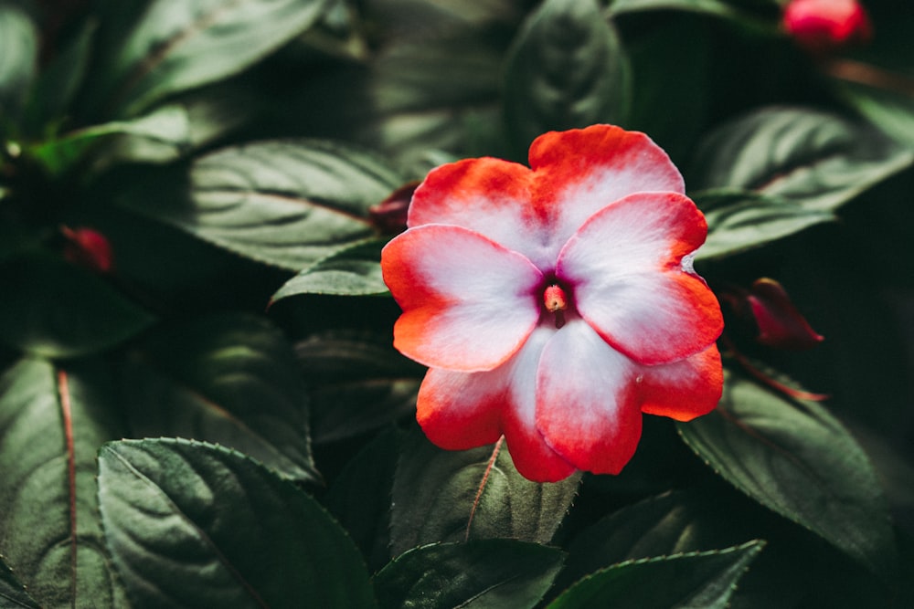 a red and white flower with green leaves