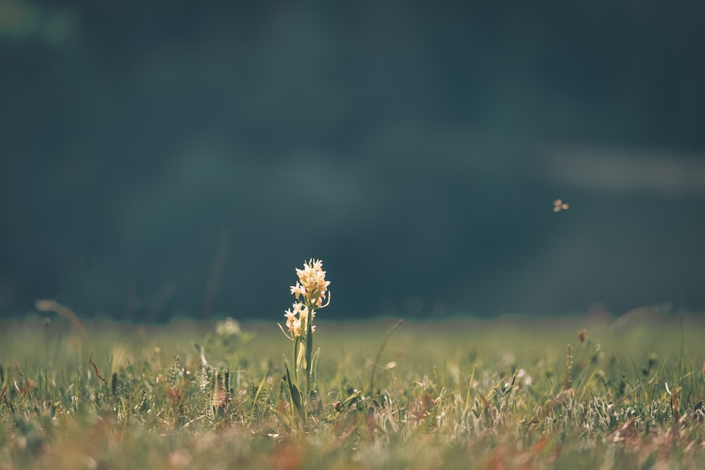 selecyive focus photo of flower