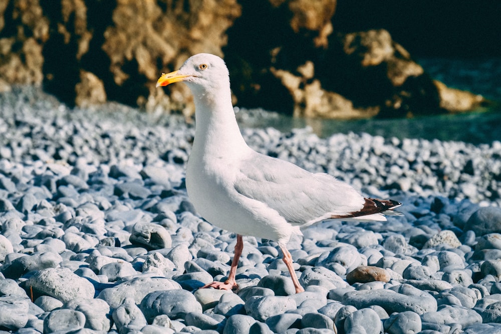 white seagull standing on gray rocks
