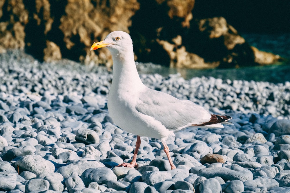 Weiße Möwe steht auf grauen Felsen