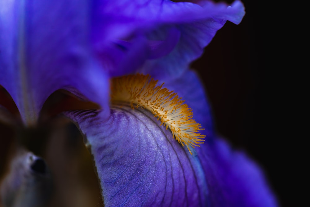 macro shot photo of purple flower