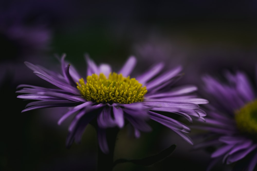 purple Daisy flower phoot