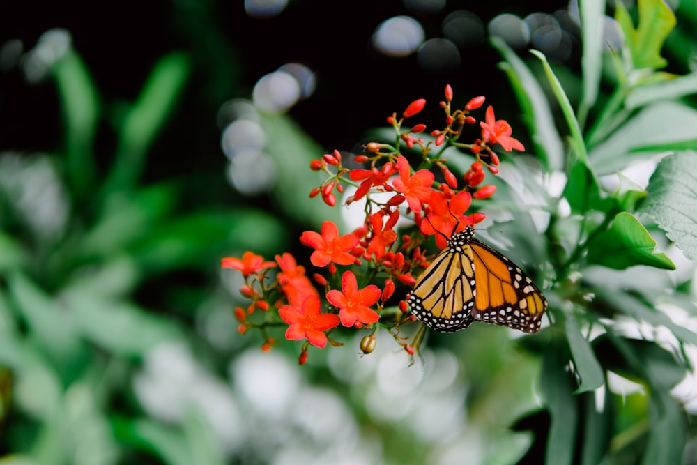 butterfly perched on red flower at daytime