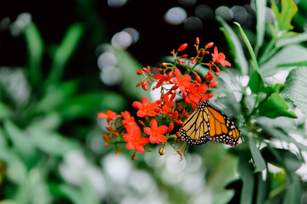 Schmetterling sitzt tagsüber auf roter Blume