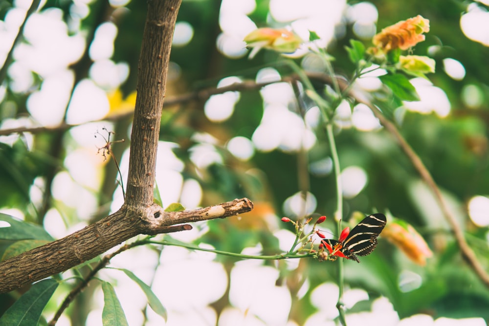 butterfly perched flower near tree at daytime