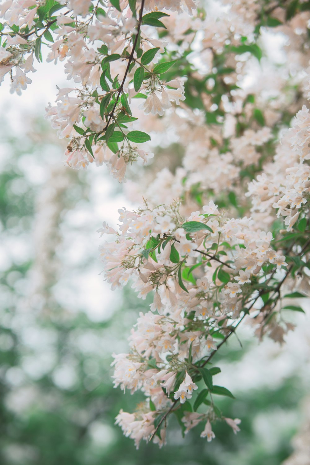 focus photography of pink flowers