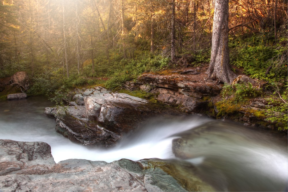 time-lapse photography of river flowing in the forest