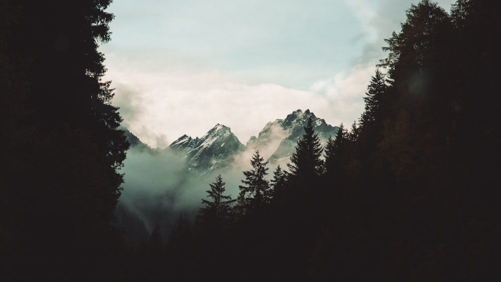 foto di silhouette di alberi di fronte alla montagna innevata