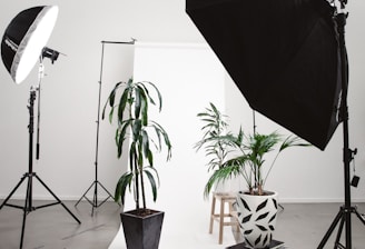 three green linear leafed plants beside softbox