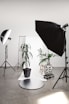 three green linear leafed plants beside softbox