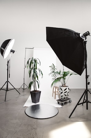 three green linear leafed plants beside softbox