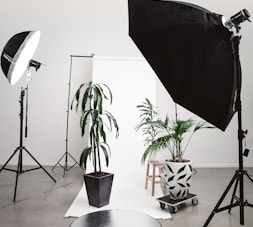 three green linear leafed plants beside softbox