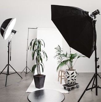 three green linear leafed plants beside softbox