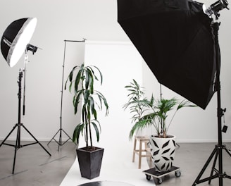 three green linear leafed plants beside softbox