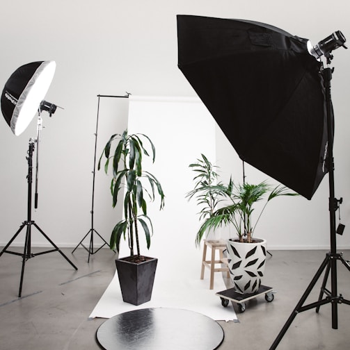 three green linear leafed plants beside softbox