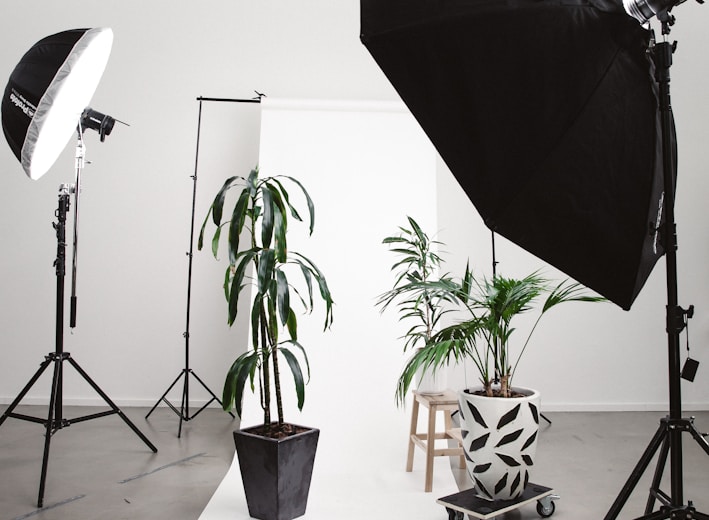 three green linear leafed plants beside softbox