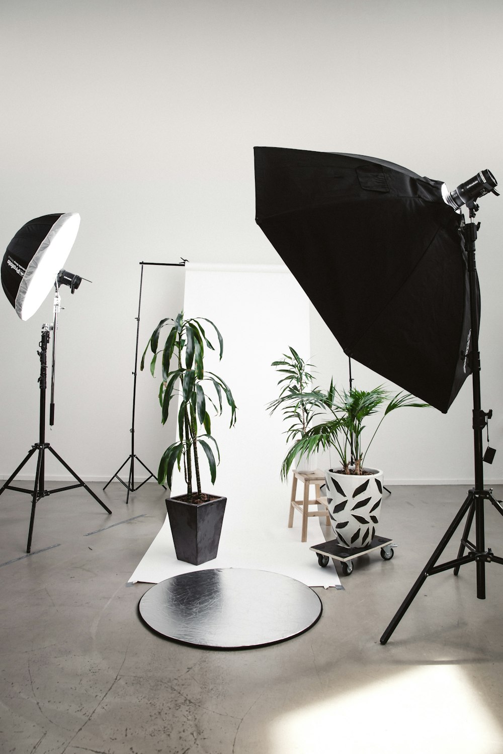 three green linear leafed plants beside softbox