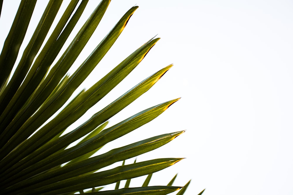 closeup photo of palm leaf