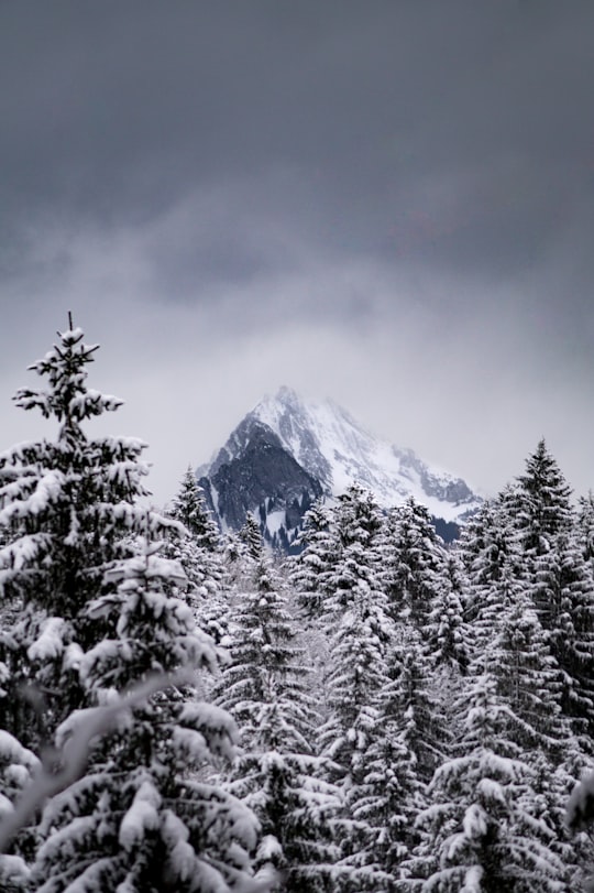 forest trees covered with snow in Glarus Süd Switzerland