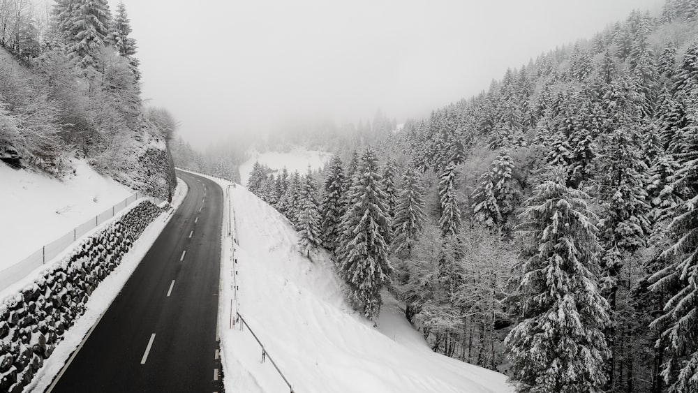 bird's-eye view photography of road with pine trees beside it