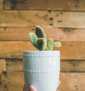 person holding green cactus on white pot