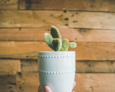 person holding green cactus on white pot