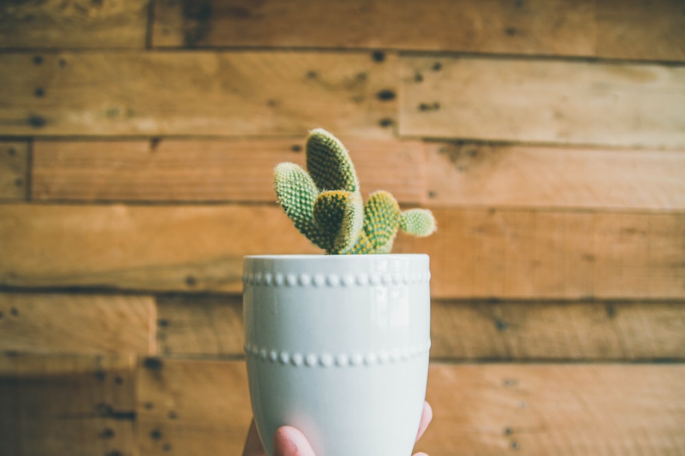 person holding green cactus on white pot