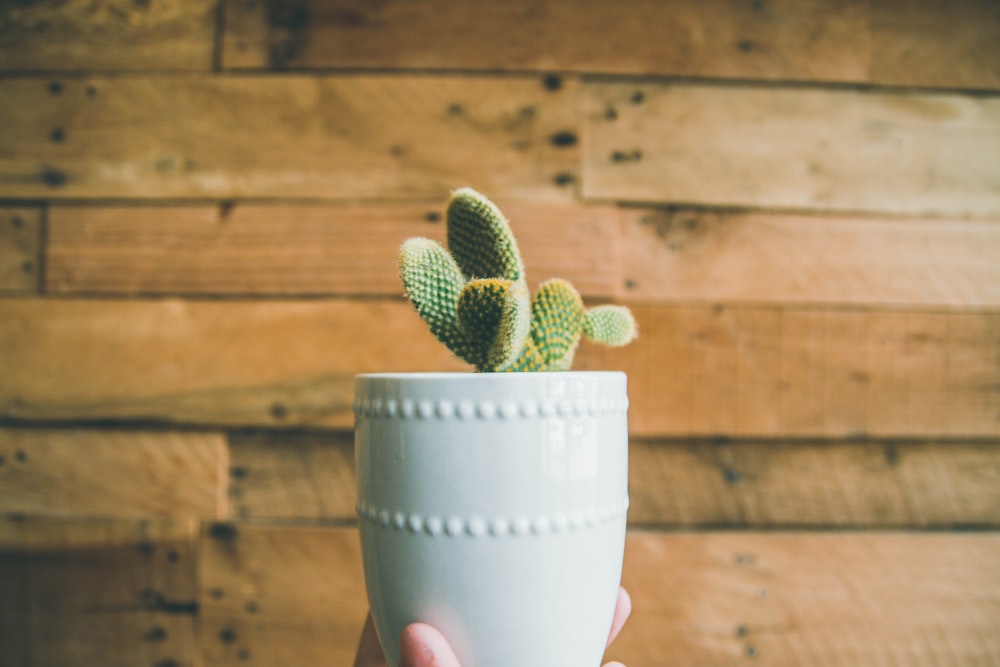 Persona che tiene il cactus verde sul vaso bianco