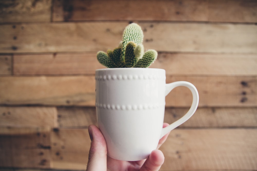 person holding green cactus plant