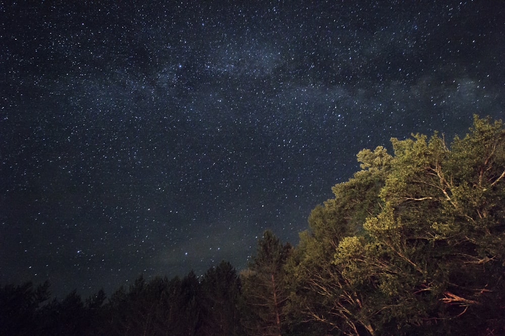 árboles de hoja verde bajo las estrellas por la noche