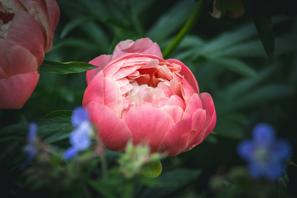 focus photography of red flower