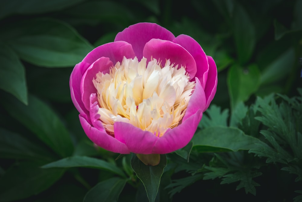 Photographie en gros plan de fleur aux pétales roses et blancs