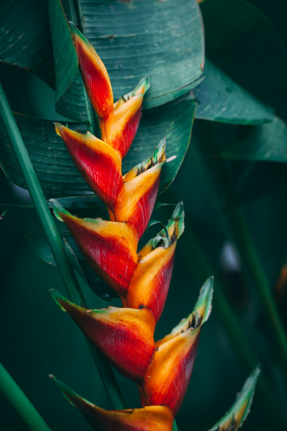 flor roja y amarilla