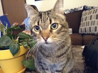 A curious tabby cat with large green eyes is sitting on a table next to a yellow pot with green leaves. In the background, there is a brown couch with patterned cushions, and a person partially visible working on a laptop.